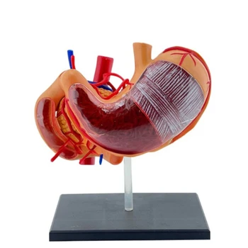 Interaktivní 4D Žaludek Anatomie Model Profesionály PVC 4D Žaludek Anatomie, Věda Model pro Medicals Studenti Zdravotní péče Obrázek